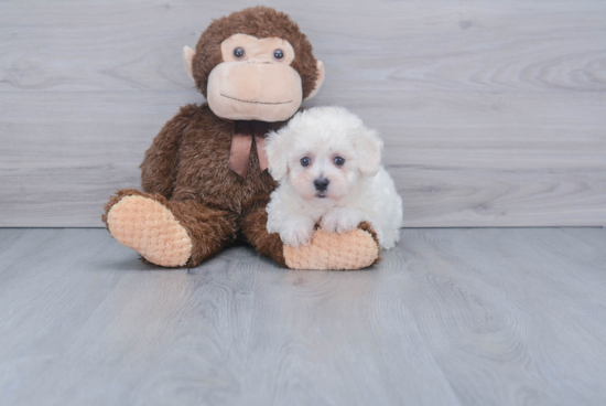 Little Bichon Frise Purebred Pup