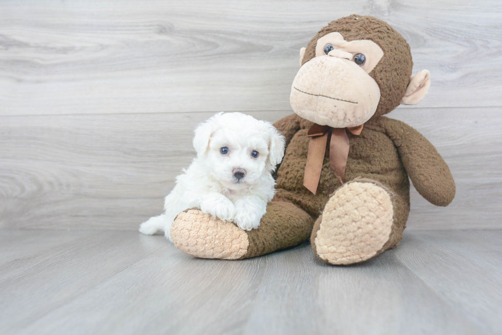 Sweet Bichon Frise Purebred Puppy