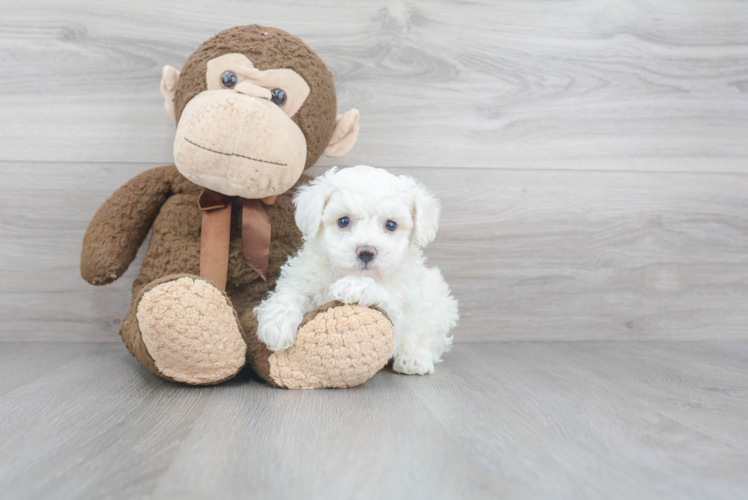 Playful Bichon Frise Baby