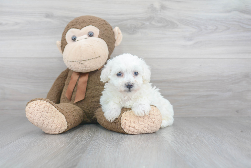 Bichon Frise Puppy for Adoption