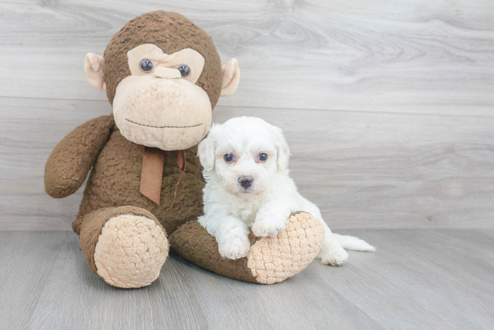 Funny Bichon Frise Purebred Pup