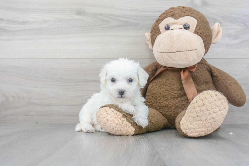 Popular Bichon Frise Purebred Pup