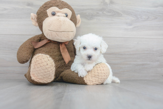 Bichon Frise Pup Being Cute