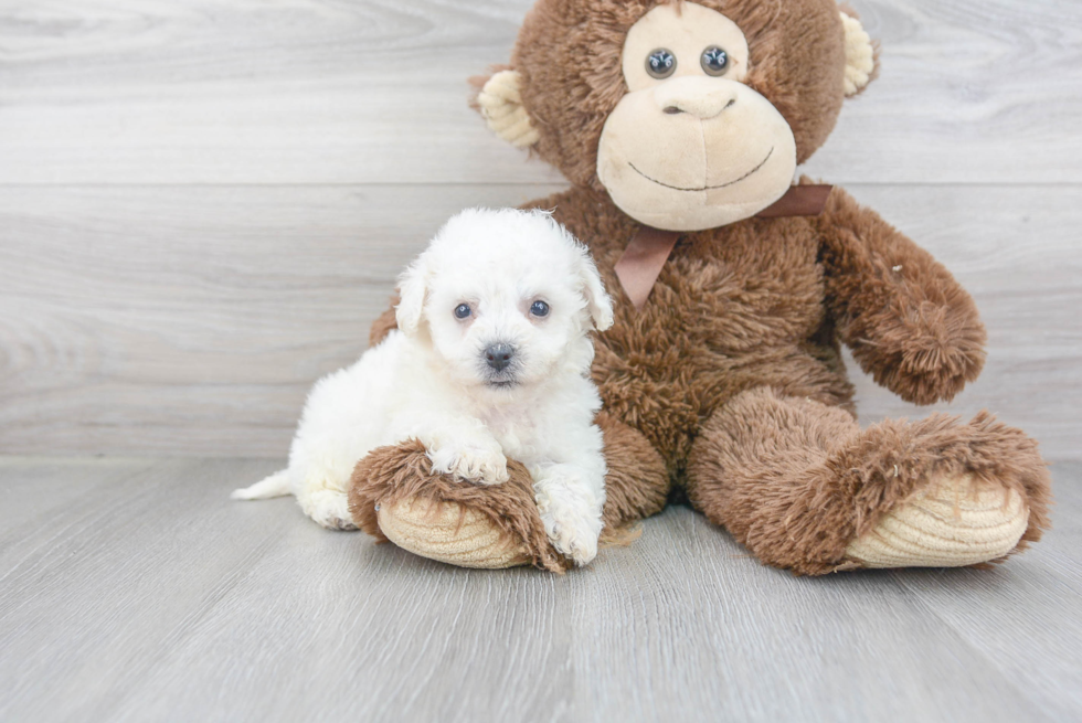 Fluffy Bichon Frise Purebred Puppy