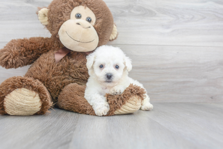 Happy Bichon Frise Purebred Puppy