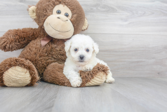 Happy Bichon Frise Purebred Puppy