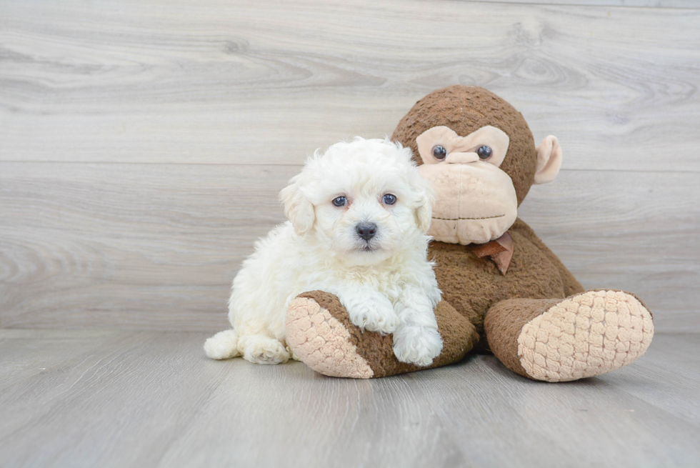 Akc Registered Bichon Frise Baby