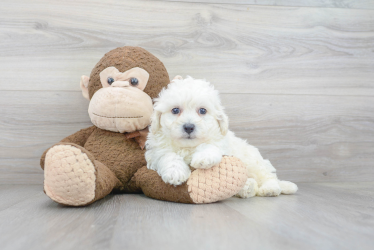 Bichon Frise Puppy for Adoption