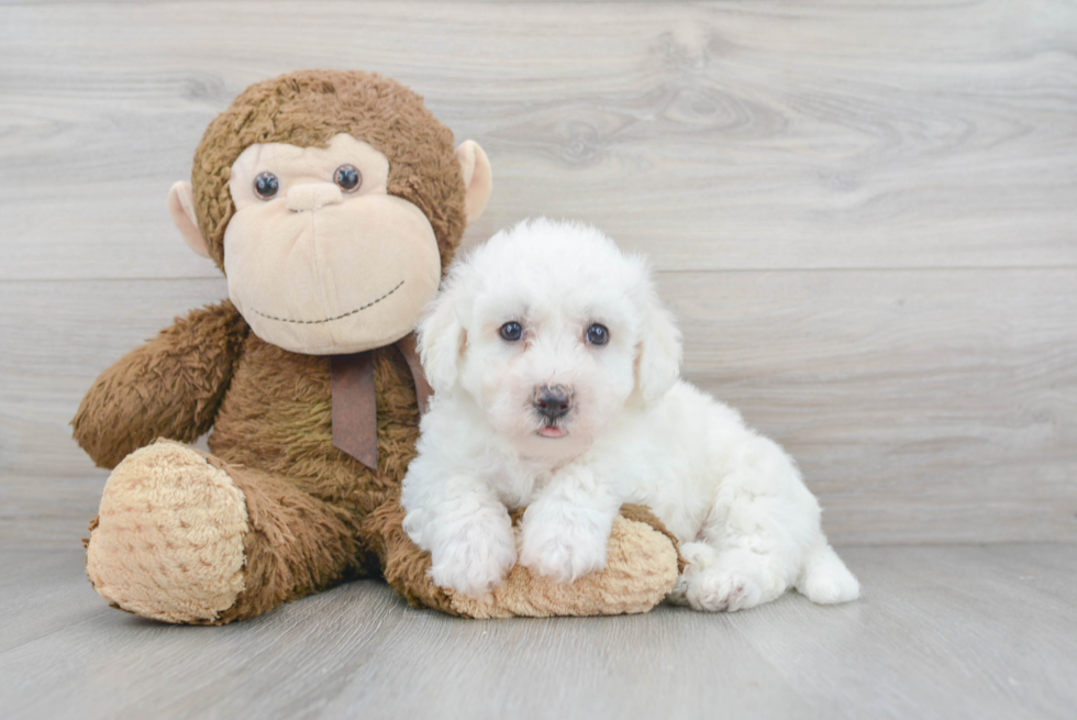 Bichon Frise Pup Being Cute