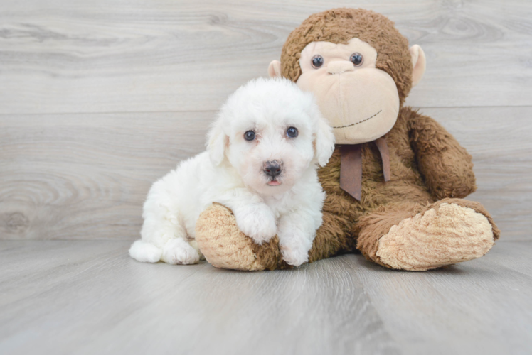 Little Bichon Frise Purebred Pup