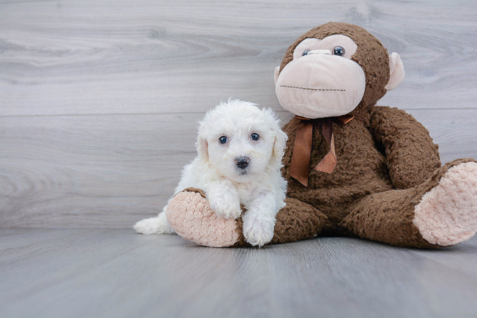 Happy Bichon Frise Purebred Puppy