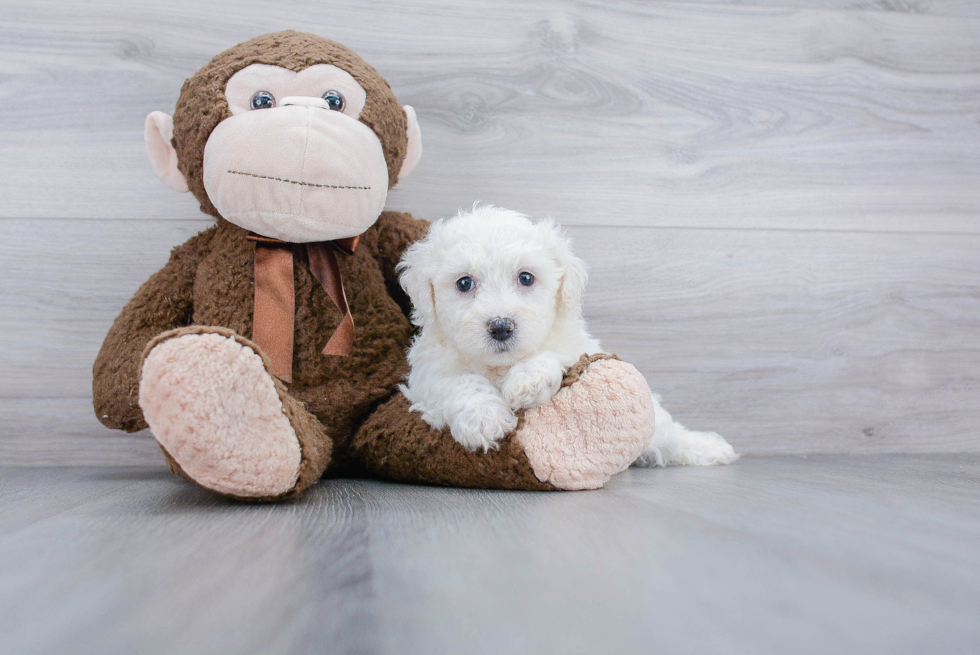 Bichon Frise Puppy for Adoption