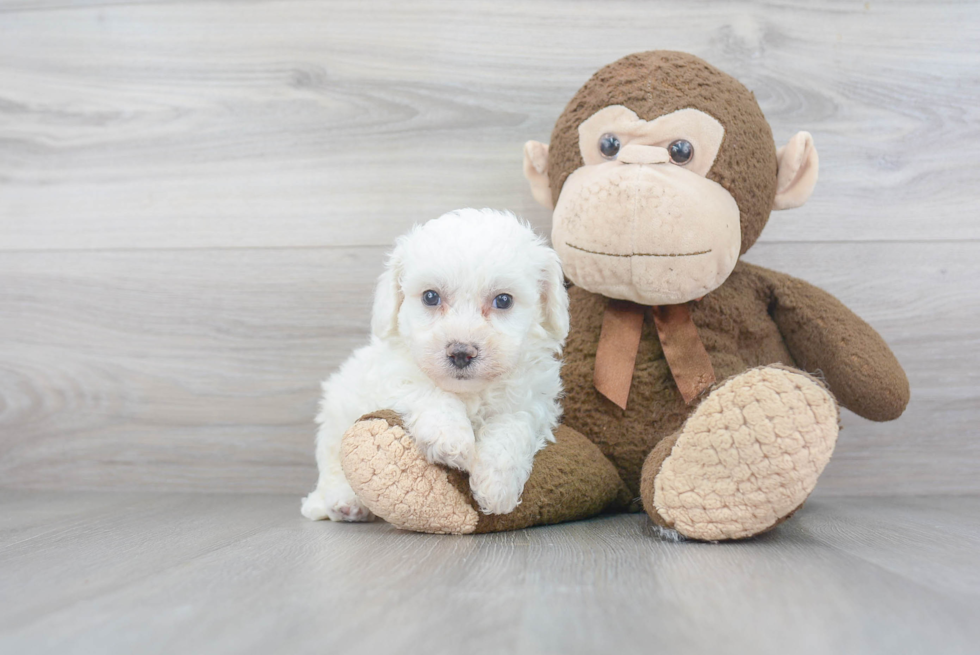 Fluffy Bichon Frise Purebred Puppy