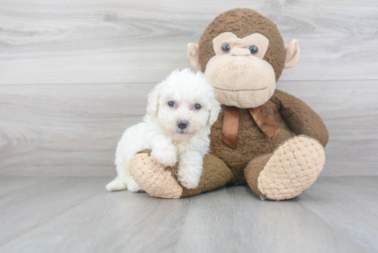 Bichon Frise Pup Being Cute