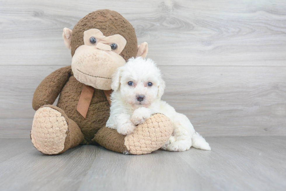 Funny Bichon Frise Baby