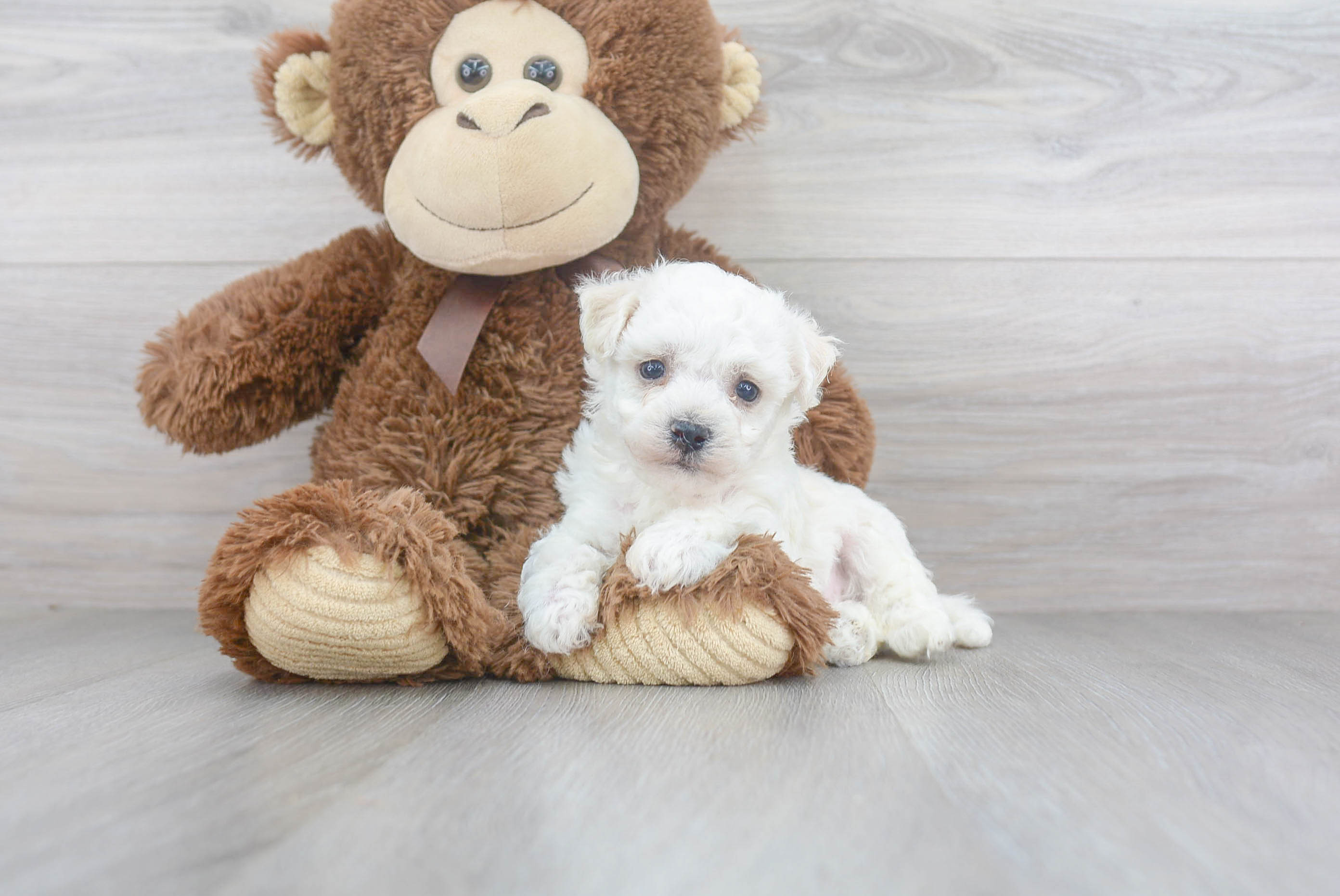 Best Bichon Frise Baby