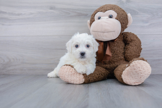 Playful Bichon Frise Purebred Pup