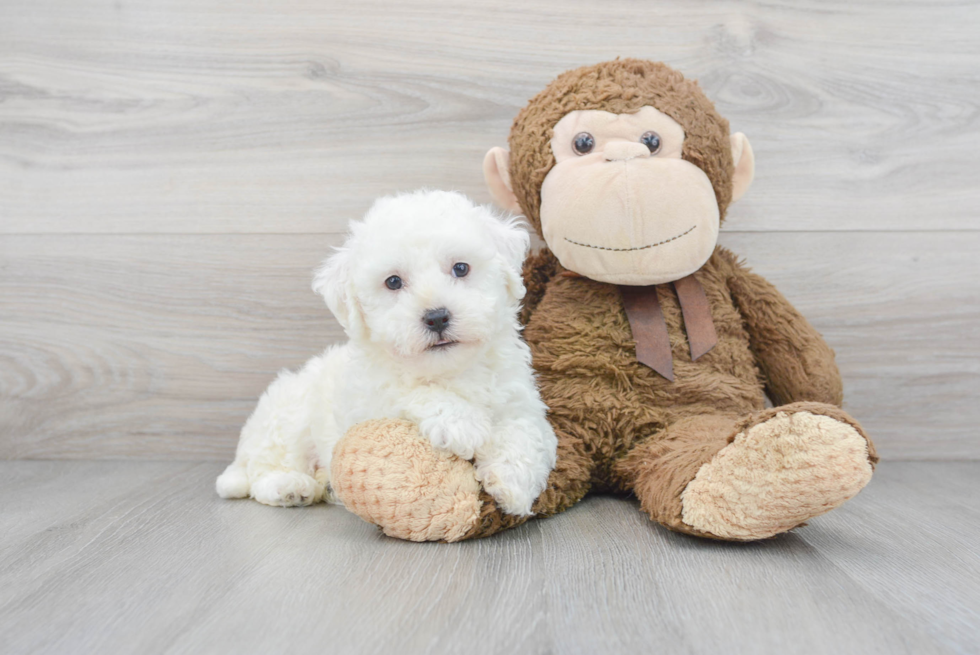 Friendly Bichon Frise Purebred Pup