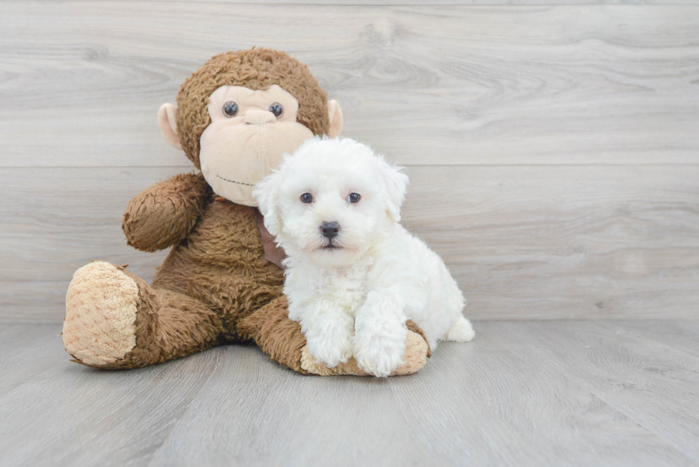 Happy Bichon Frise Purebred Puppy