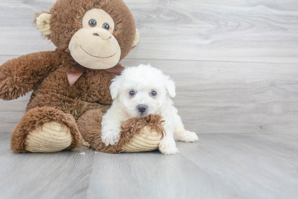 Akc Registered Bichon Frise Purebred Pup