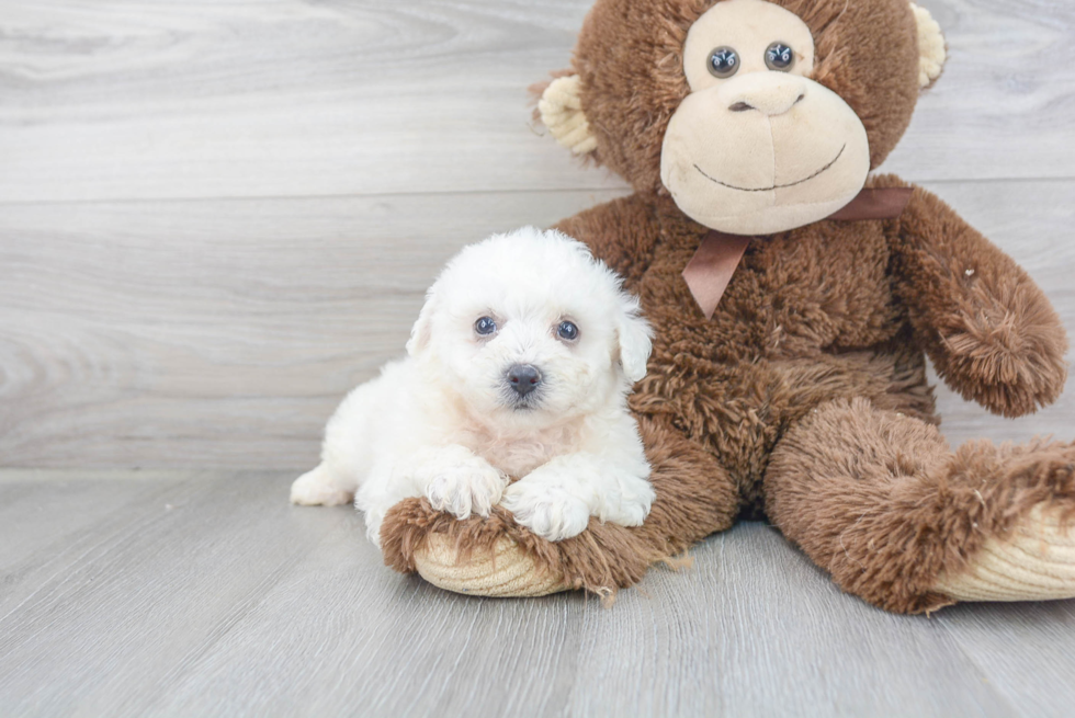 Cute Bichon Frise Purebred Puppy