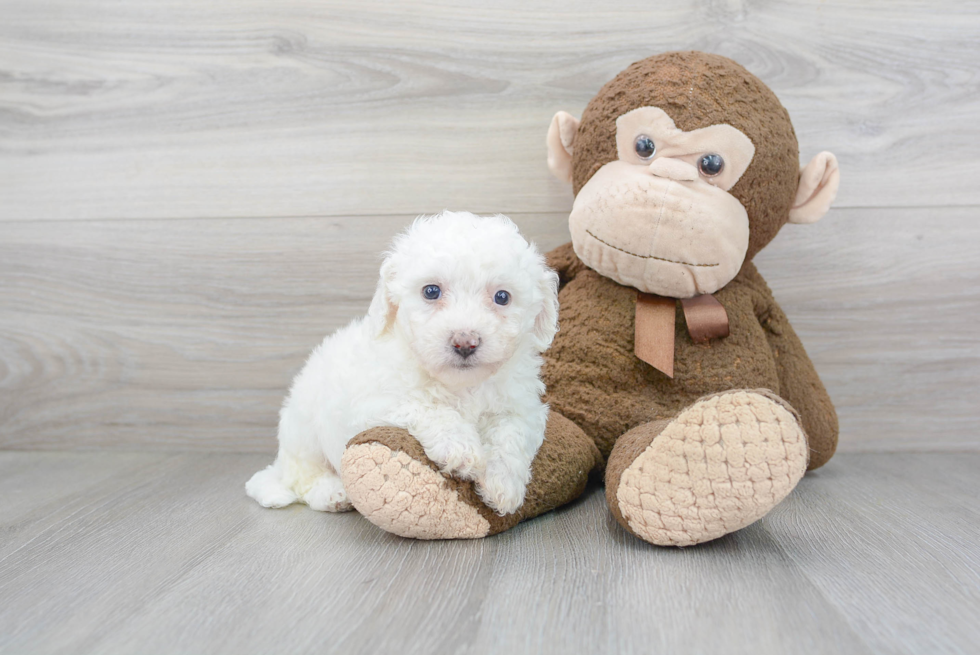 Adorable Bichon Frise Purebred Puppy