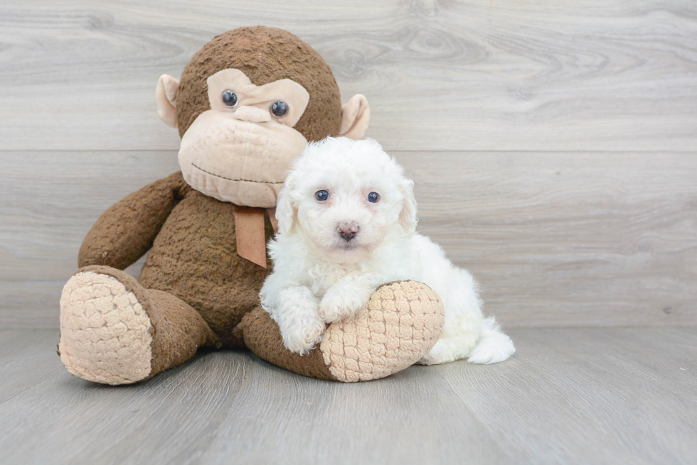 Popular Bichon Frise Purebred Pup