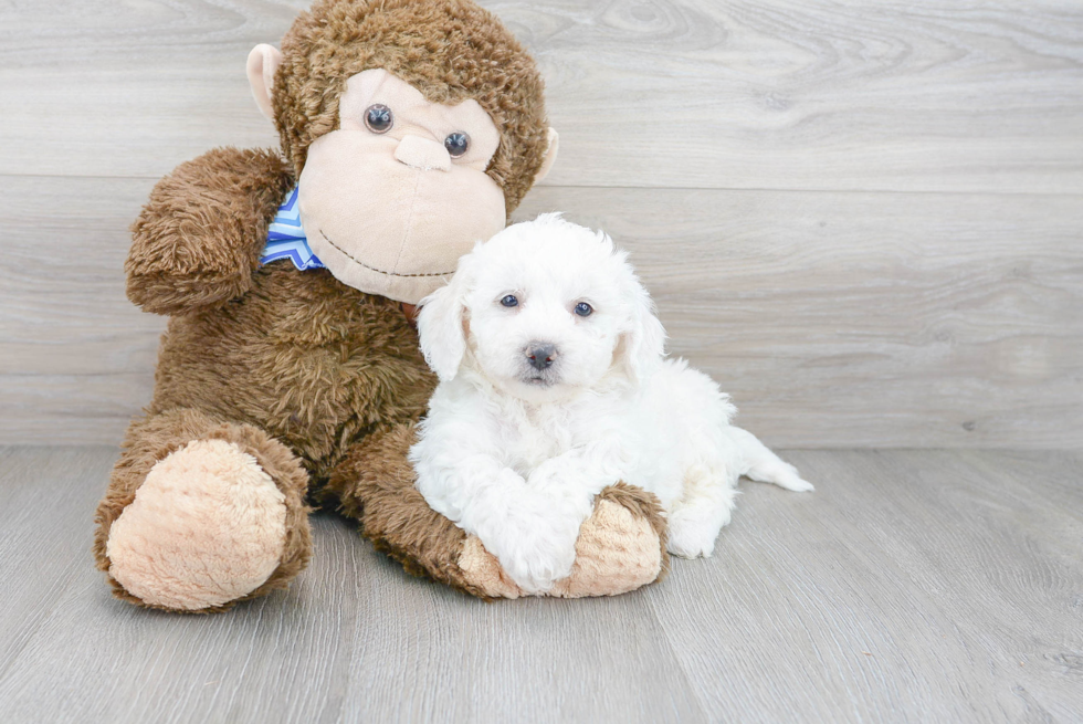 Hypoallergenic Bichon Frise Baby