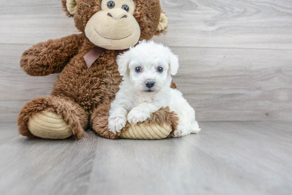 Petite Bichon Frise Purebred Puppy