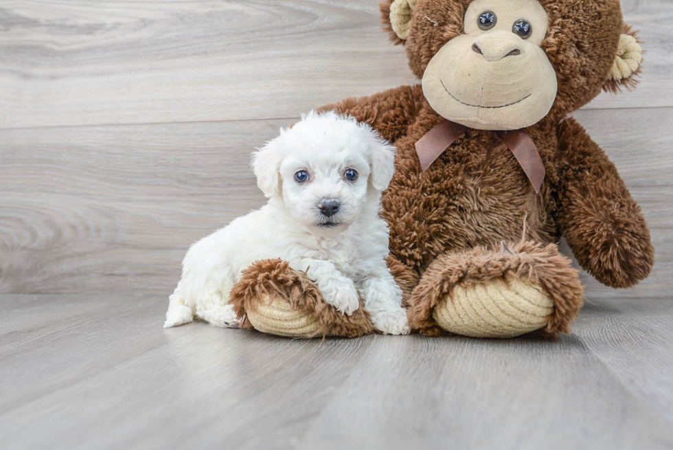 Funny Bichon Frise Purebred Pup