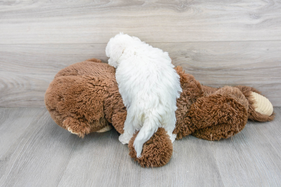 Bichon Frise Pup Being Cute