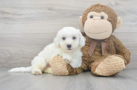 Bichon Frise Pup Being Cute