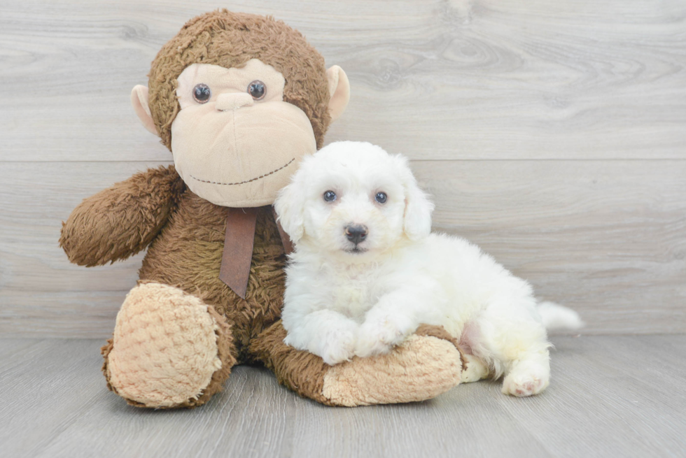 Bichon Frise Pup Being Cute