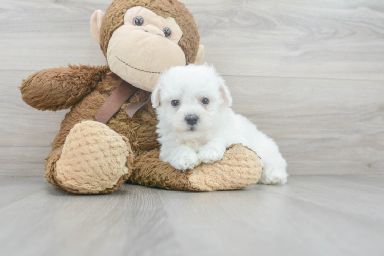 Best Bichon Frise Baby