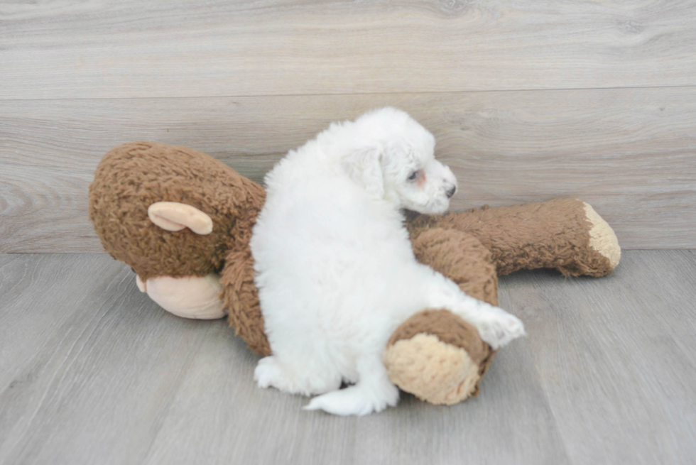 Bichon Frise Pup Being Cute