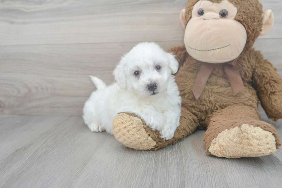 Bichon Frise Pup Being Cute