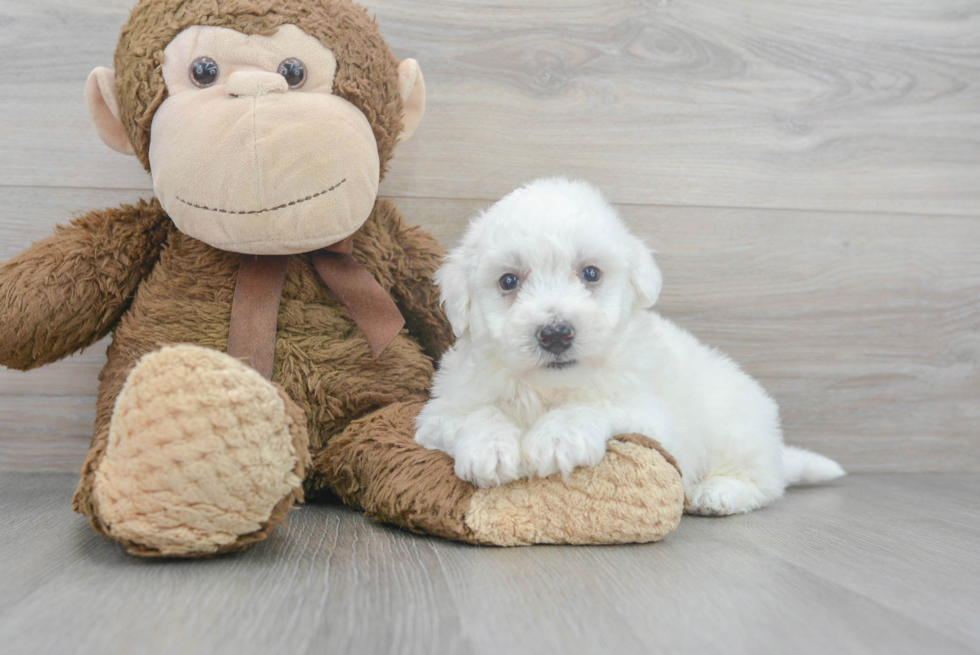 Bichon Frise Puppy for Adoption