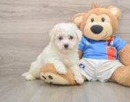 5 week old Bichon Frise Puppy For Sale - Premier Pups