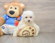 5 week old Bichon Frise Puppy For Sale - Premier Pups