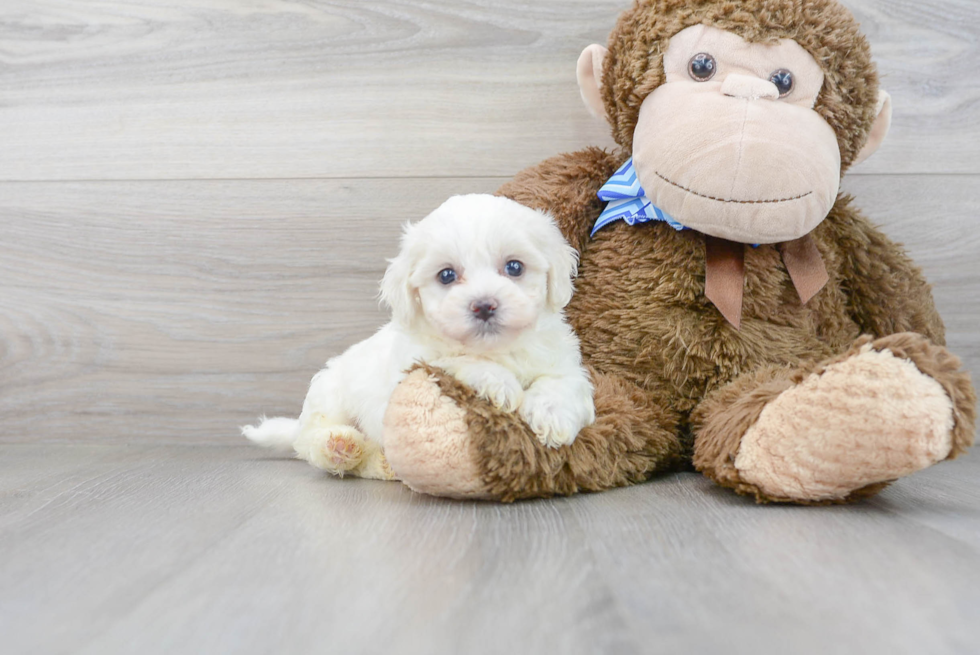 Playful Bichon Frise Baby