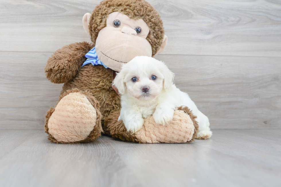 Bichon Frise Pup Being Cute