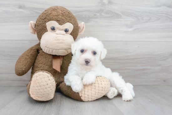 Funny Bichon Frise Purebred Pup