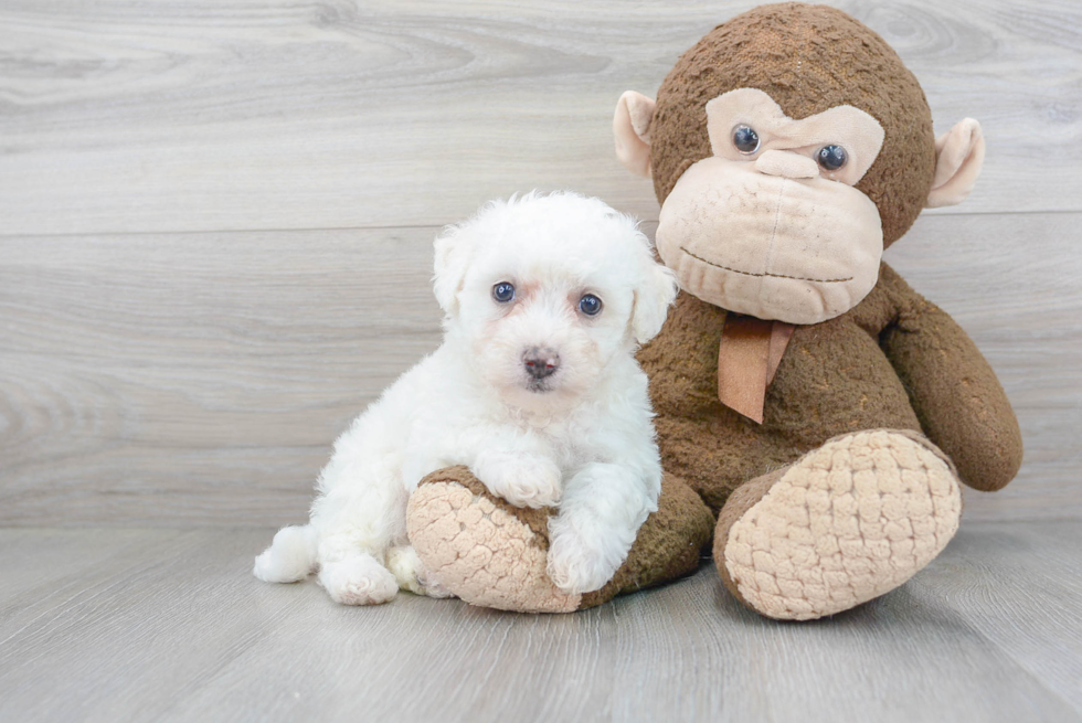 Friendly Bichon Frise Baby