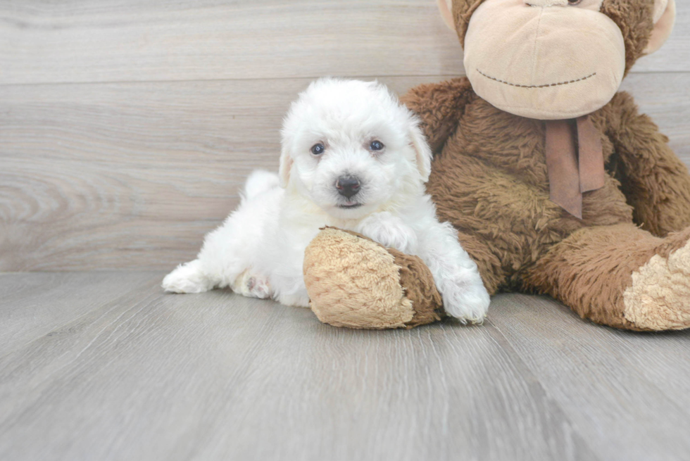 Best Bichon Frise Baby