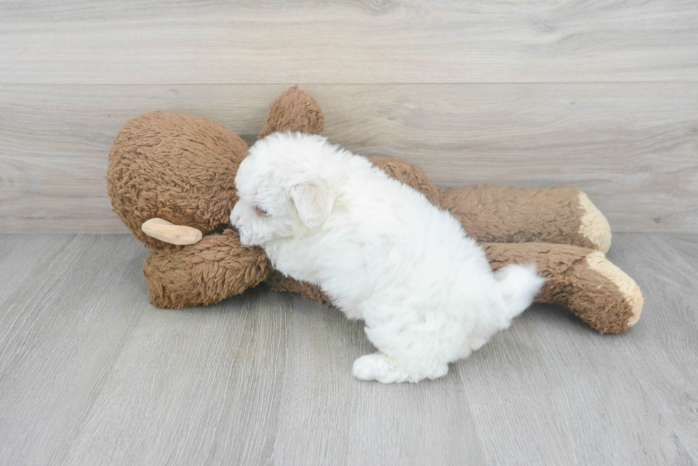 Smart Bichon Frise Purebred Puppy