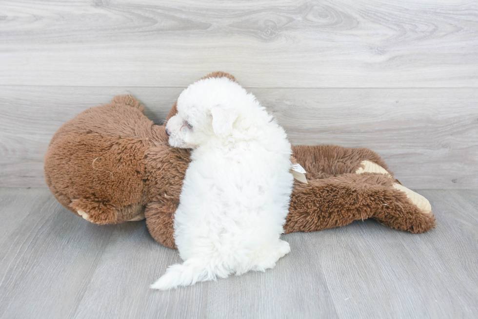 Bichon Frise Pup Being Cute