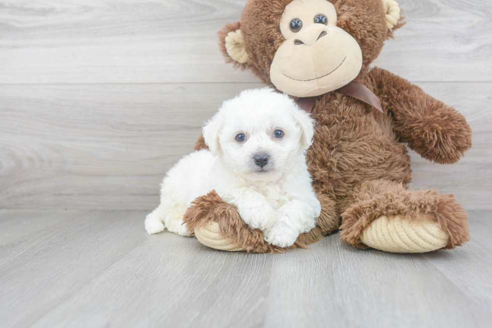 Small Bichon Frise Baby