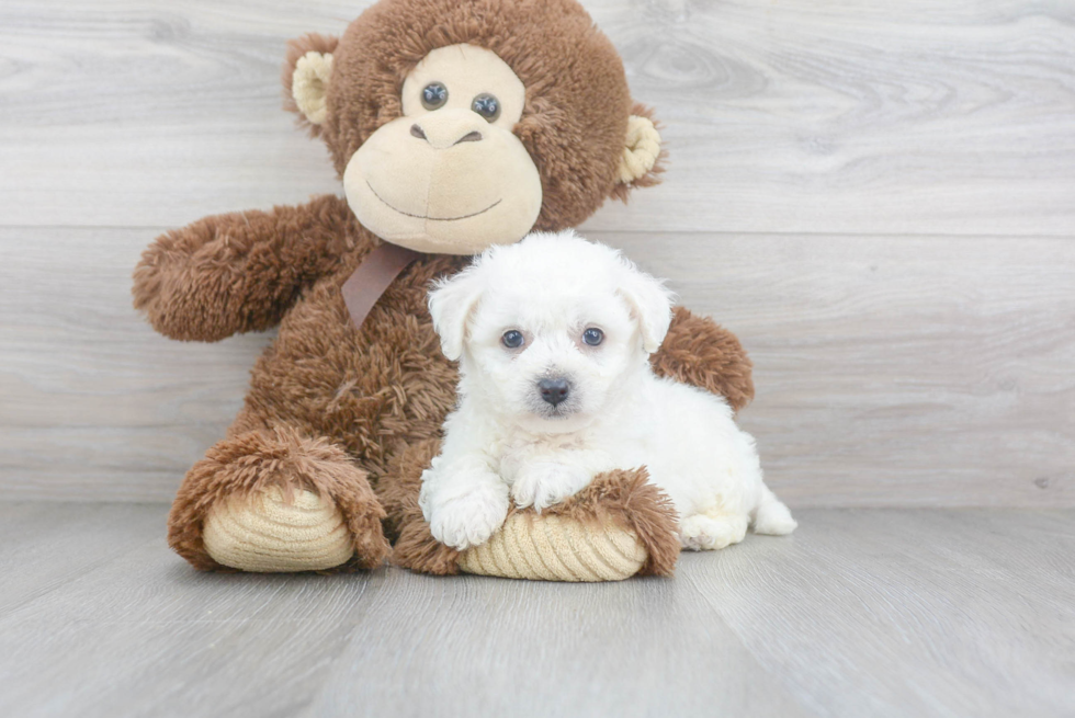 Bichon Frise Puppy for Adoption