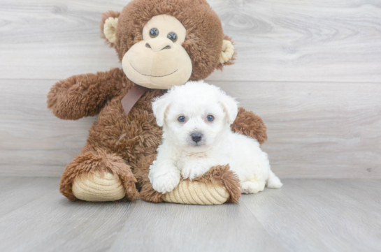 Bichon Frise Puppy for Adoption