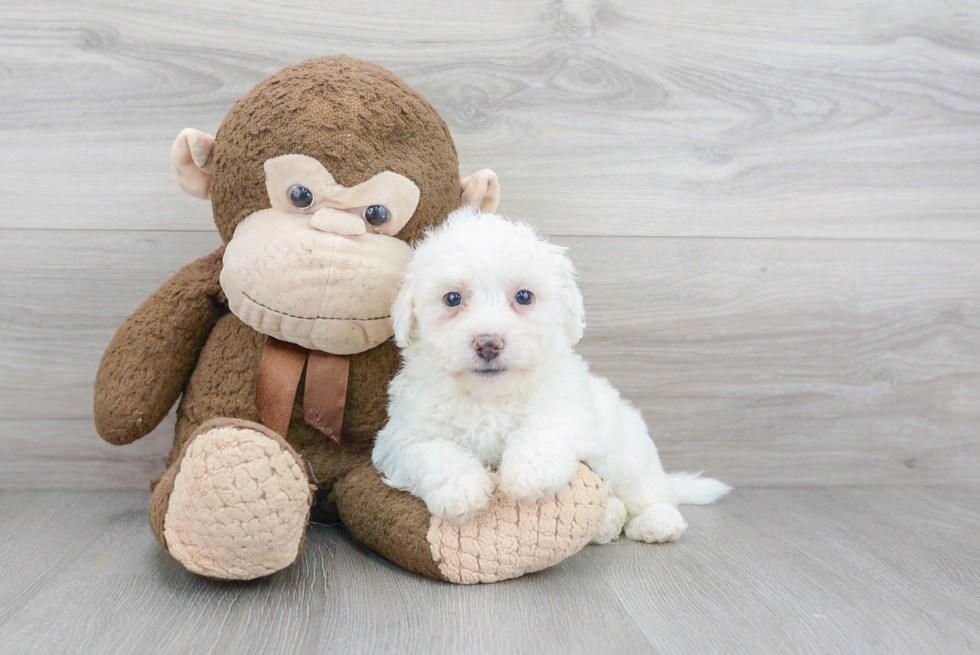 Funny Bichon Frise Baby